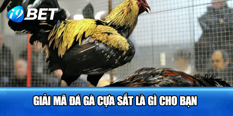 Giải mã đá gà cựa sắt là gì cho bạn