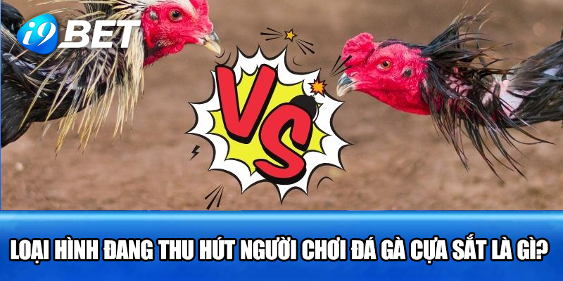 Loại hình đá gà đang thu hút rất là nhiều người chơi